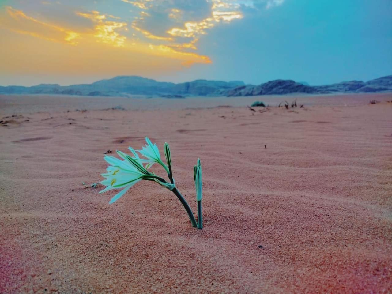 Wadi Rum Rozana Camp Eksteriør bilde